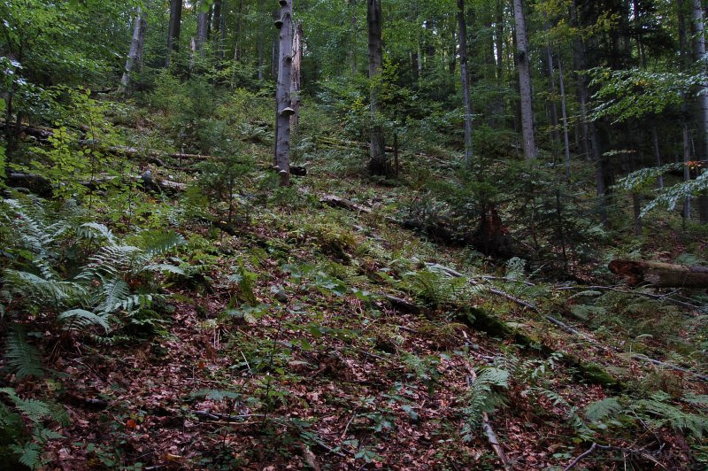 Národná prírodná rezervácia Čergovský Minčol