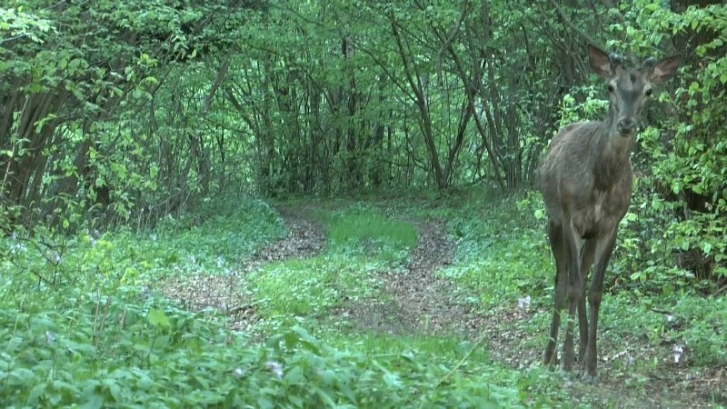Jeleň lesný (Cervus elaphus)
