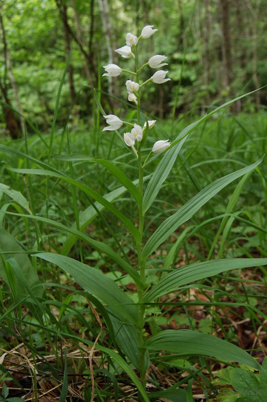 Prilbovka dlholistá - Cephalanthera longifolia