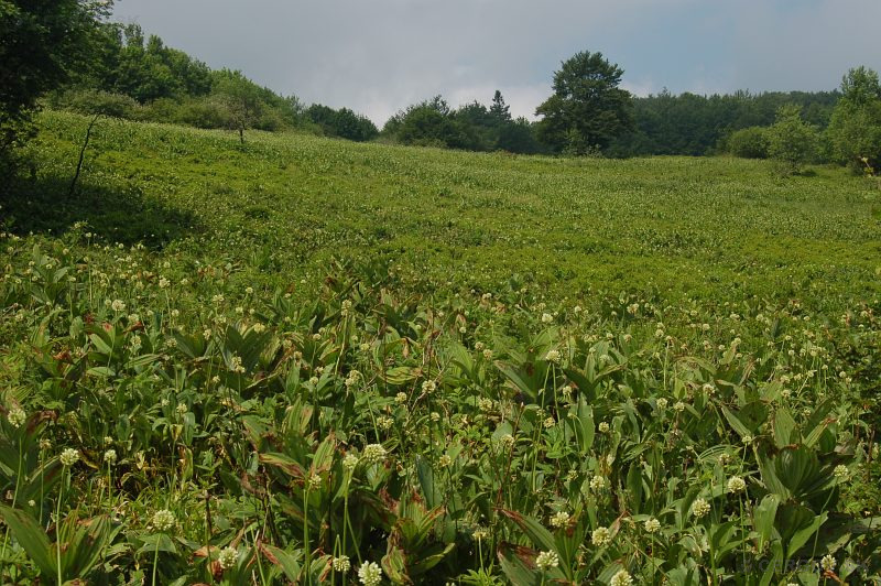Národná prírodná rezervácia Čergovský Minčol