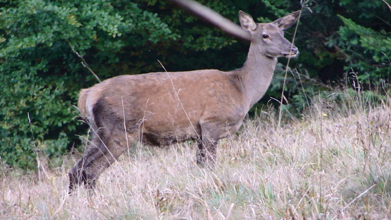 Jeleň lesný - Cervus elaphus