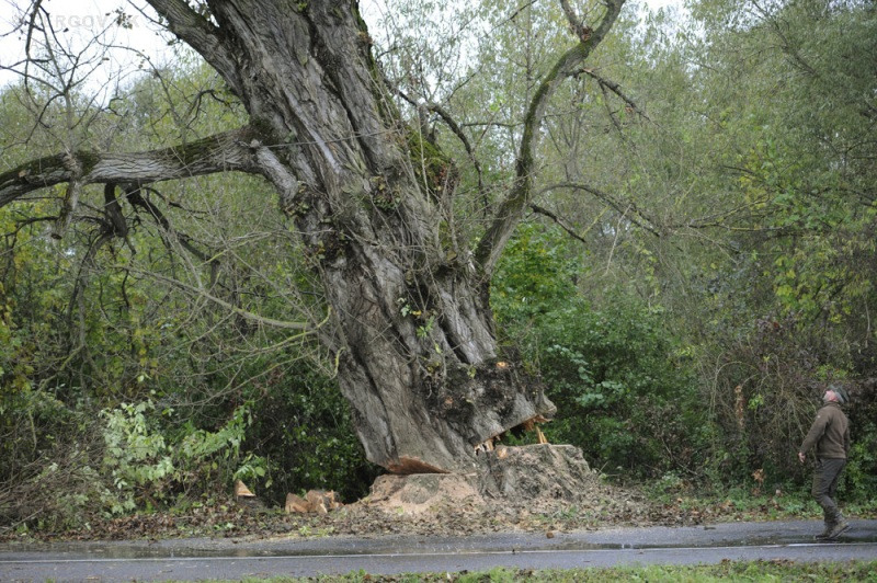 Spílenie topoľa čierneho pri Ľutine