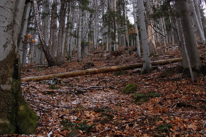 120-ročný les v oblasti Blaňarová