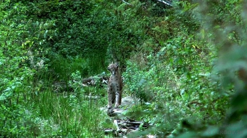 Rys ostrovid (Lynx lynx)