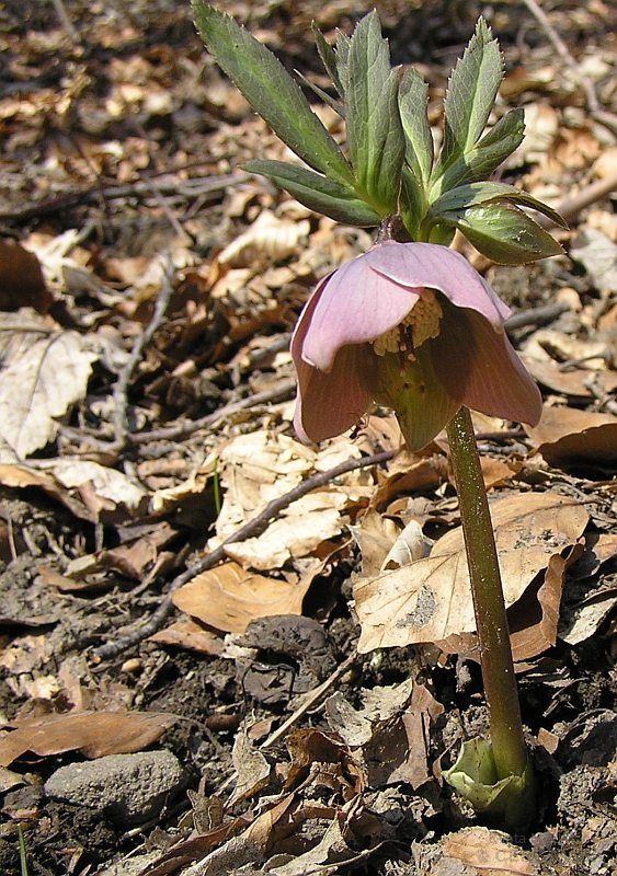 Čemerica purpurová (Helleborus purpurascens)