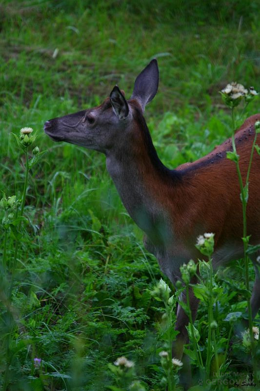 Jeleň lesný - Cervus elaphus