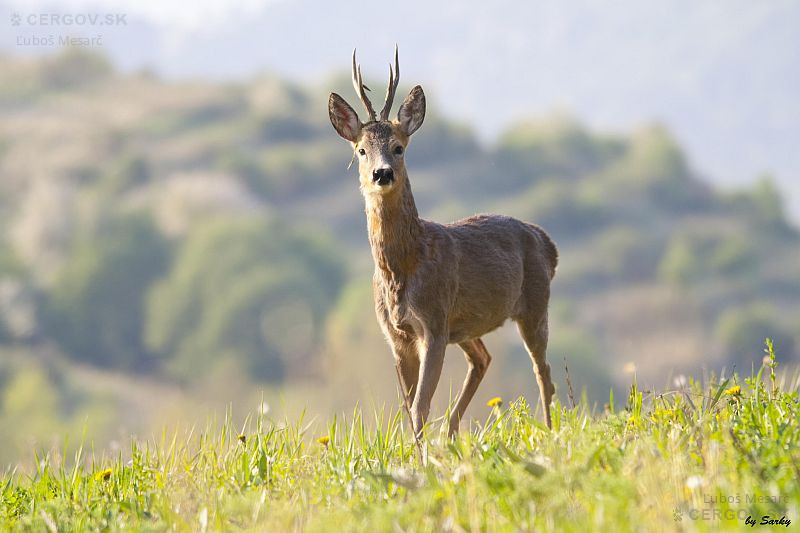 Srnec lesný - Capreolus capreolus