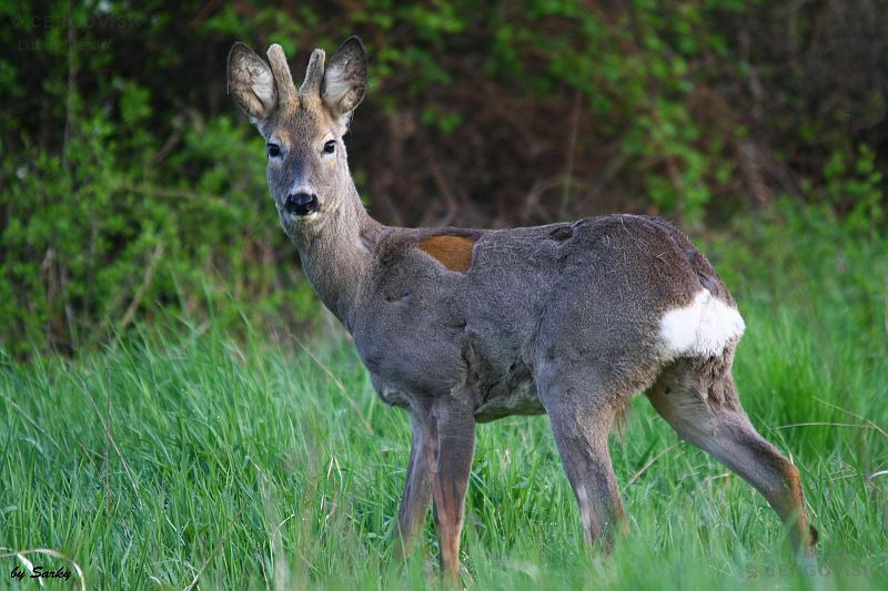 Srnec lesný - Capreolus capreolus