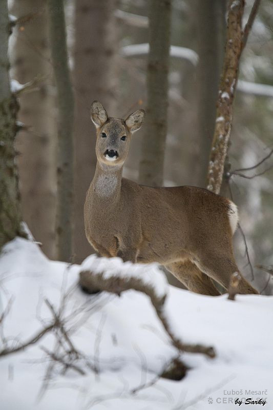 Srnec lesný - Capreolus capreolus