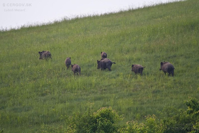 Diviak lesný - Sus scrofa