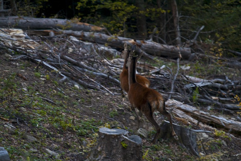 Jeleň lesný - Cervus elaphus