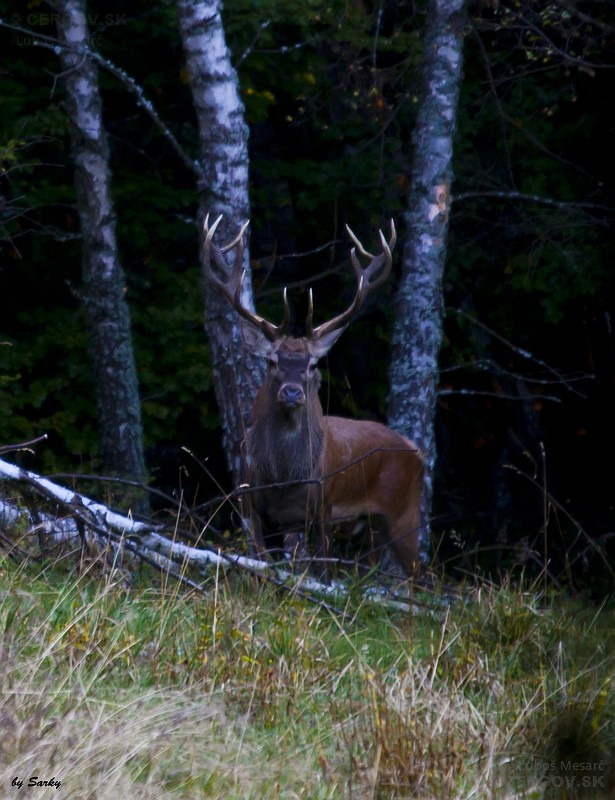 Jeleň lesný - Cervus elaphus