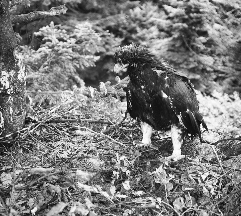 Mláďa Orla skalného (pri obci Lúčka)