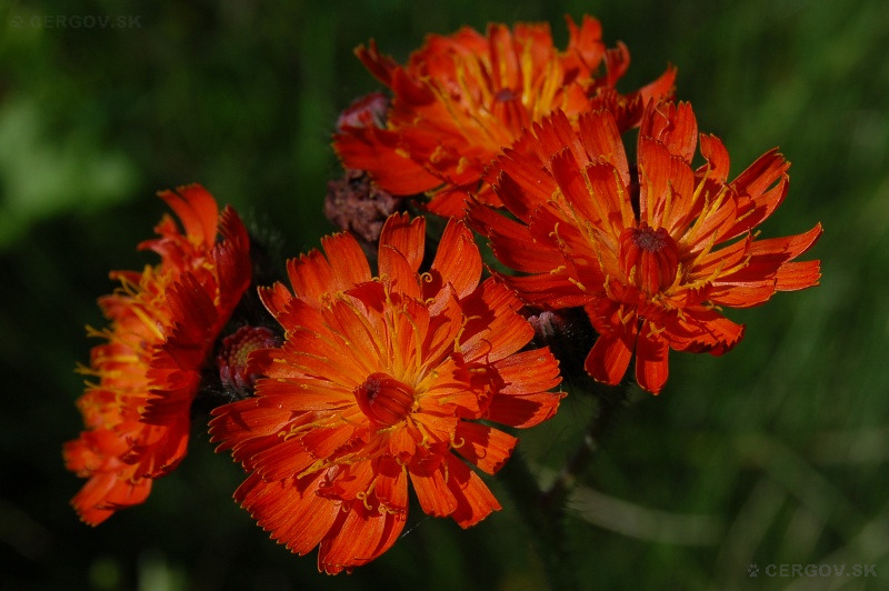 Jastrabník pomarančový - Hieracium aurantiacum