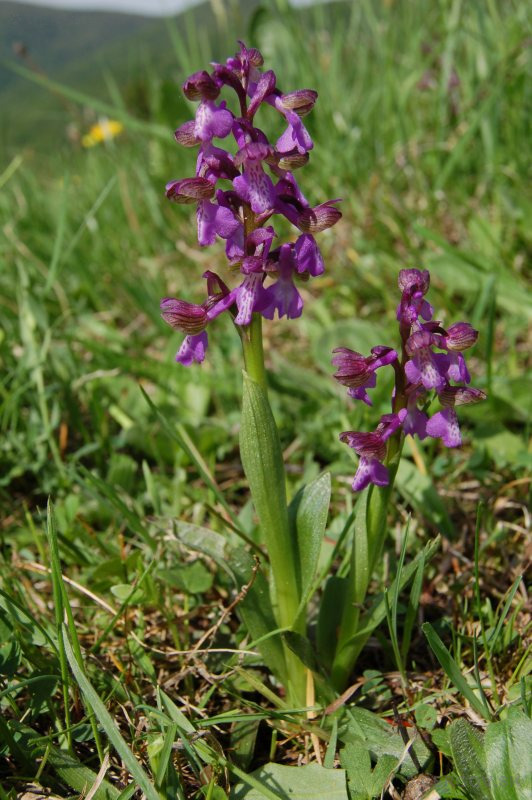 Červenohlav obyčajný - Anacamptis morio