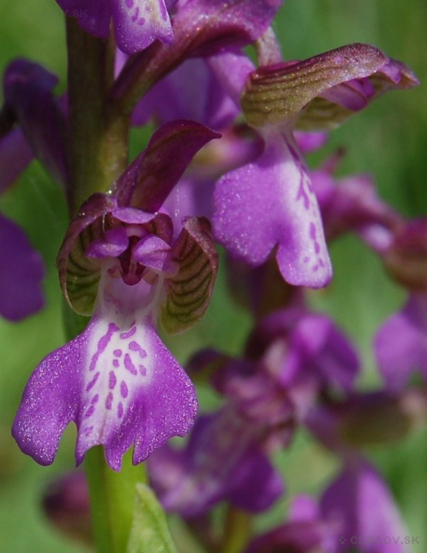 Červenohlav obyčajný - Anacamptis morio
