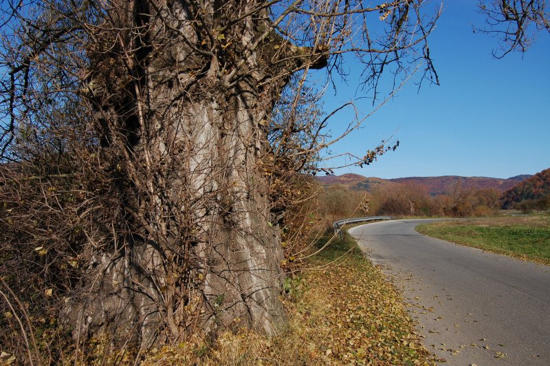 Topoľ pri Ľutine