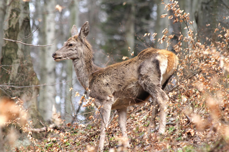 Jeleň lesný - Cervus elaphus