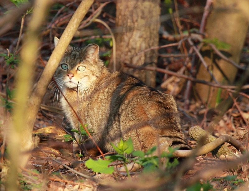 Mačka divá - Felis silvestris