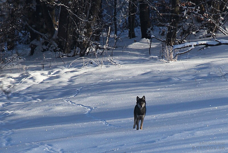 Vlk dravý - Canis lupus