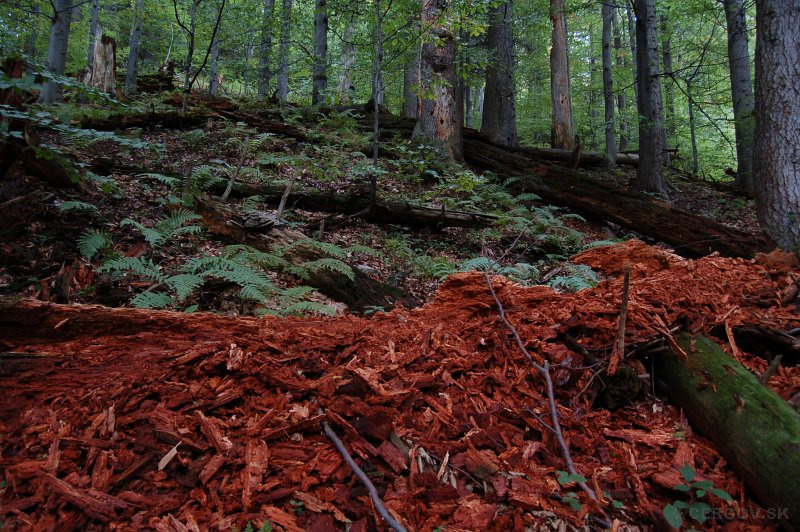 Národná prírodná rezervácia Čergovský Minčol