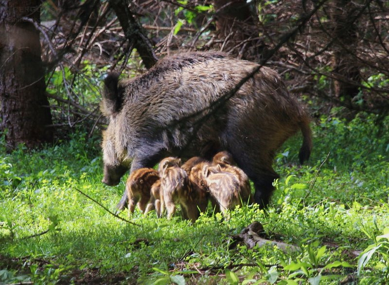 Diviak lesný - Sus scrofa