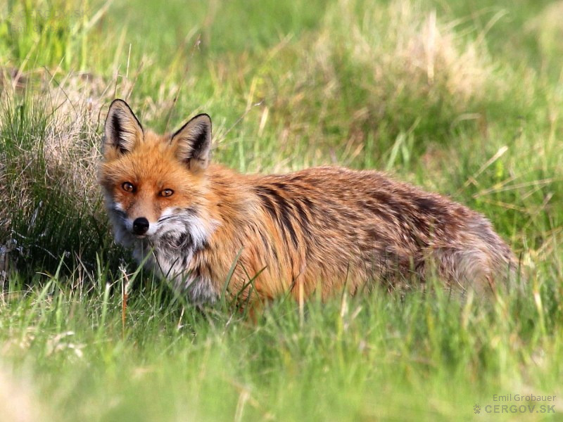 Líška hrdzavá - Vulpes vulpes