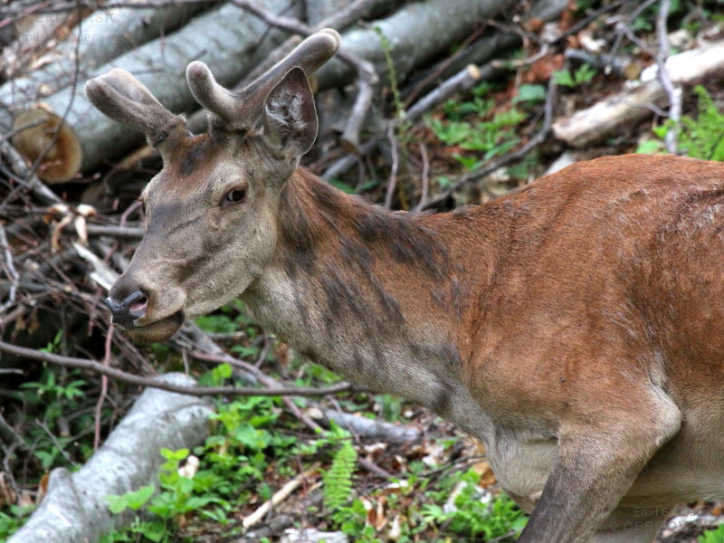 Jeleň lesný - Cervus elaphus