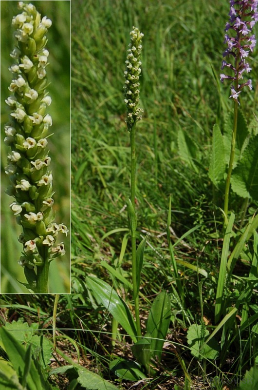 Bieloprst belavý - Pseudorchis albida
