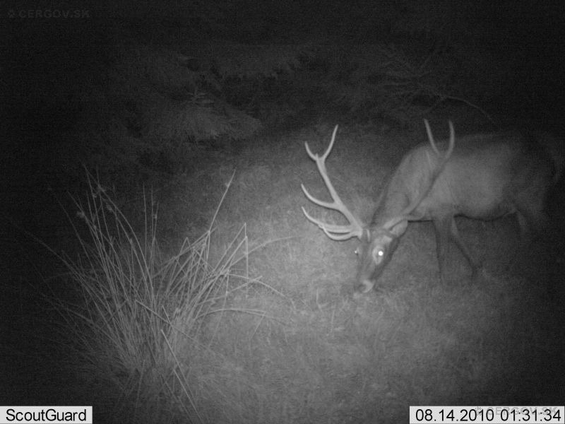 Jeleň lesný - Cervus elaphus