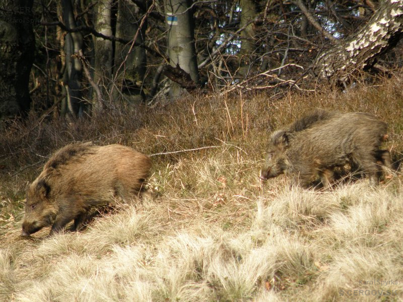 Diviak lesný - Sus scrofa
