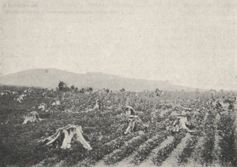 Pole s 9 ročnými pňami a s kultúrami zemiakov. Bez udania lokality. Str. 393