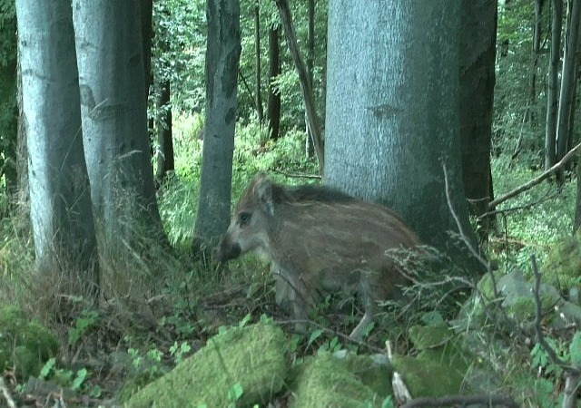 Diviak lesný (Sus scrofa)