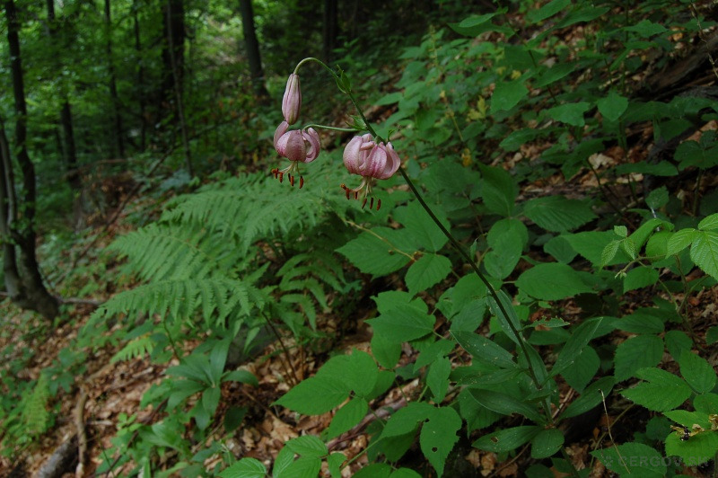 Ľalia zlatohlavá - Lilium martagon