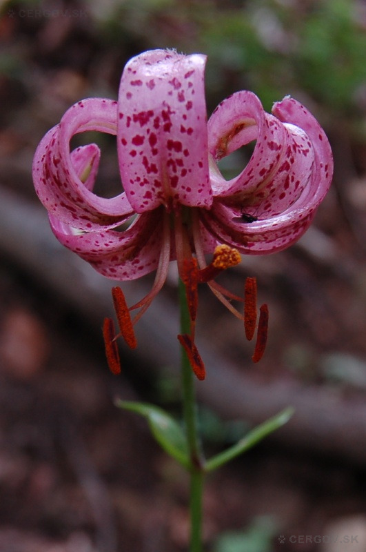Ľalia zlatohlavá - Lilium martagon