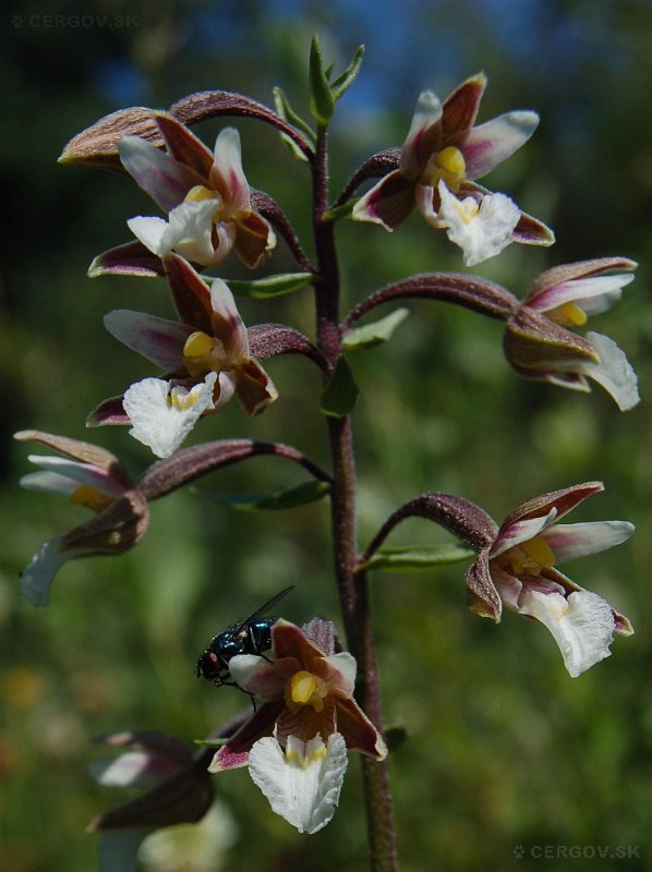 Kruštík močiarny - Epipactis palustris