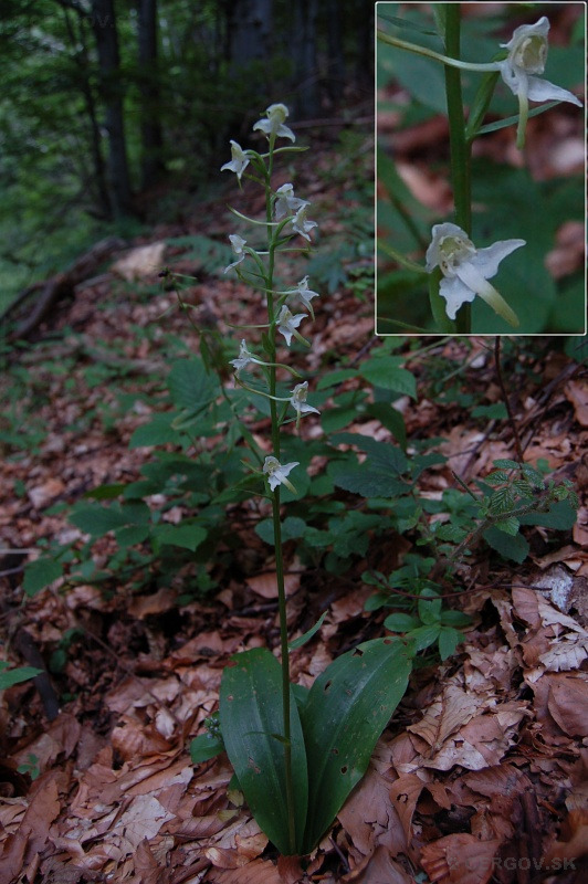 Vemenník zelenkastý - Platanthera chlorantha