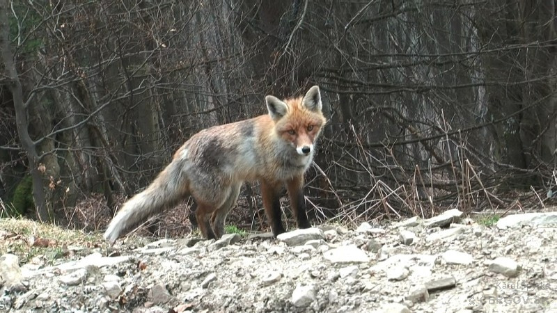 Líška hrdzavá (Vulpes vulpes)
