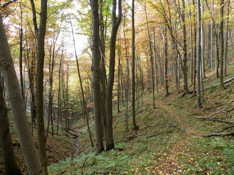 Chodník z Tokárneho na sedlo Lysina