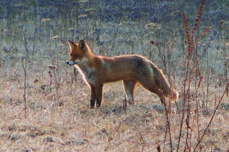 Líška hrdzavá - Vulpes vulpes