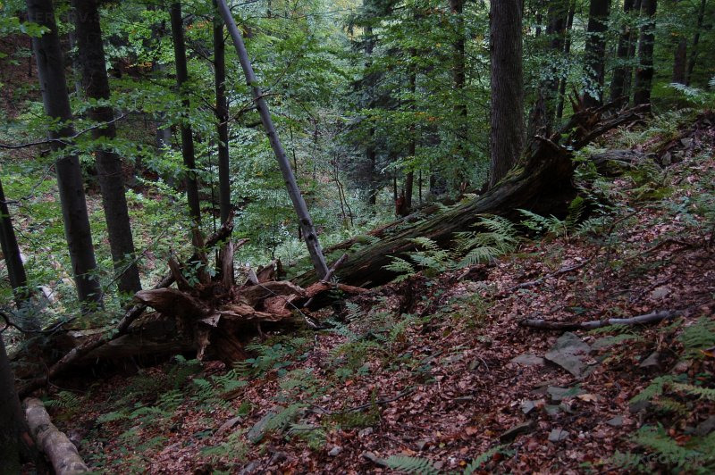 Národná prírodná rezervácia Čergovský Minčol