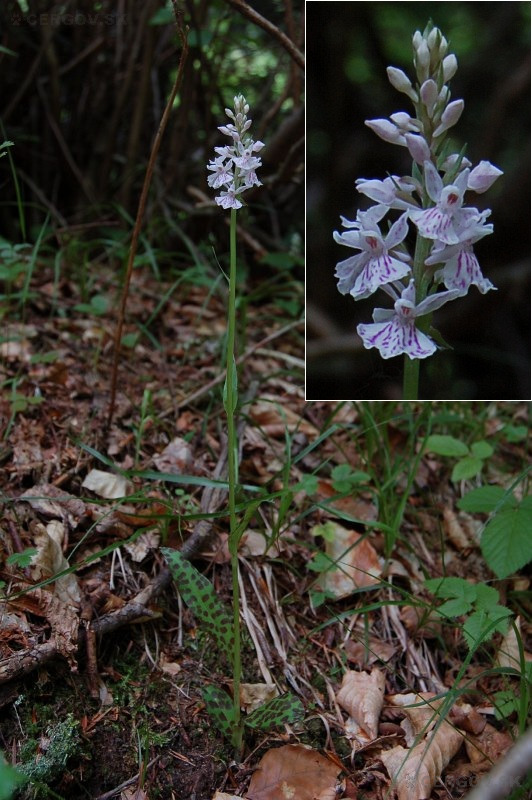 Vstavačovec Fuchsov pravý - Dactylorhiza fuchsii subsp. fuchsii