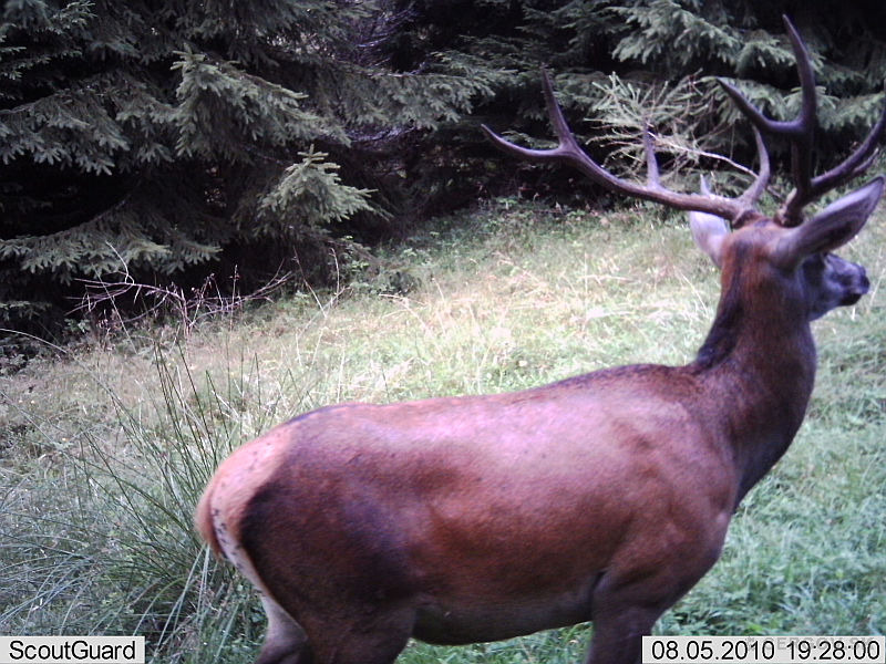Jeleň lesný - Cervus elaphus